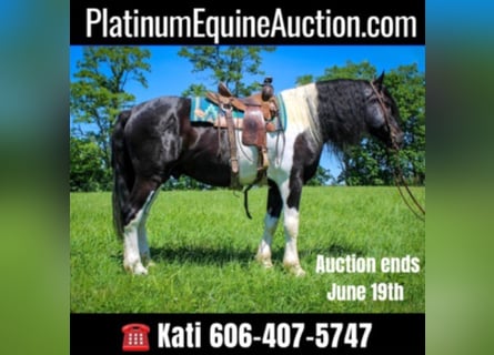 Percheron, Gelding, 12 years, 17,1 hh, Tobiano-all-colors