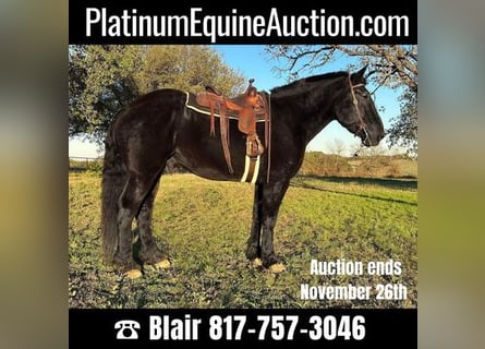 Percheron, Gelding, 14 years, 18,1 hh, Black