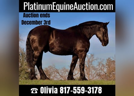 Percheron, Gelding, 16 years, 16,3 hh, Black