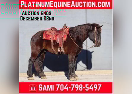 Percheron, Gelding, 16 years, 18.2 hh, Black