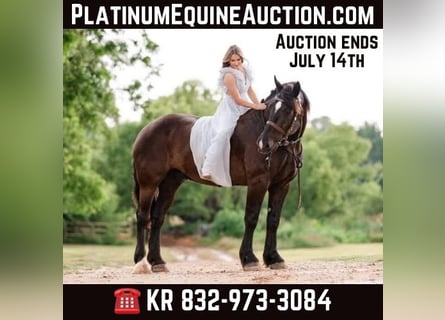 Percheron, Gelding, 16 years, 18 hh, Black