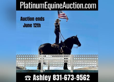 Percheron, Gelding, 16 years, Black