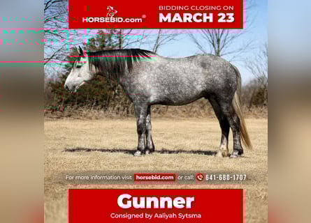 Percheron Mix, Gelding, 4 years, 15.2 hh, Grey