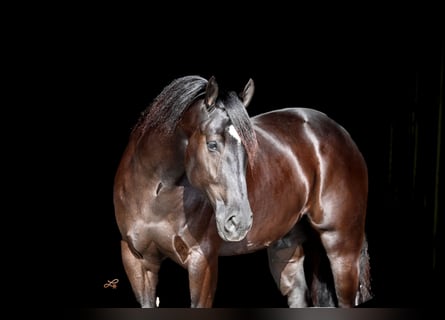 Percheron Mix, Gelding, 4 years, 15.3 hh, Black