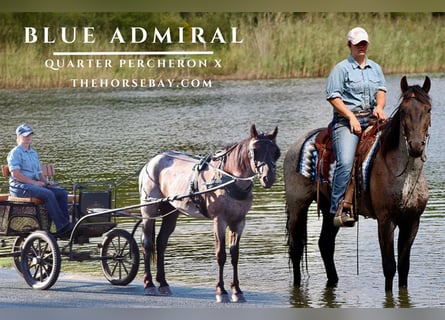 Percheron Mix, Gelding, 4 years, 15,1 hh, Roan-Blue