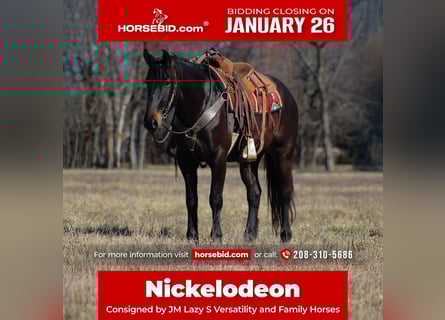 Percheron Mix, Gelding, 4 years, 15,3 hh, Bay-Dark