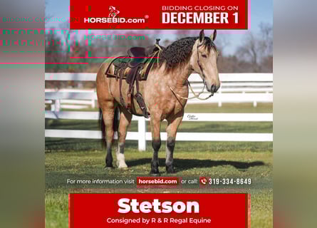 Percheron Mix, Gelding, 4 years, 15,3 hh, Buckskin