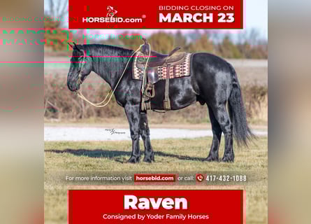 Percheron Mix, Gelding, 4 years, 16 hh, Black