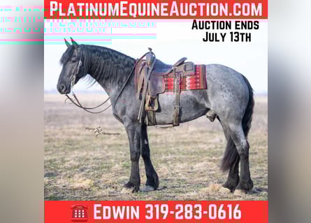 Percheron, Gelding, 4 years, 16 hh, Roan-Blue