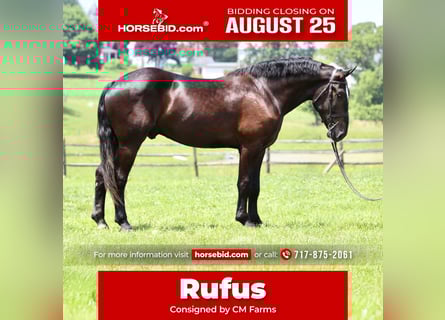 Percheron Mix, Gelding, 4 years, 17,2 hh, Black