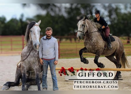 Percheron, Gelding, 4 years, Gray