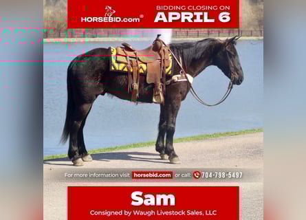 Percheron Mix, Gelding, 5 years, 15.2 hh, Black