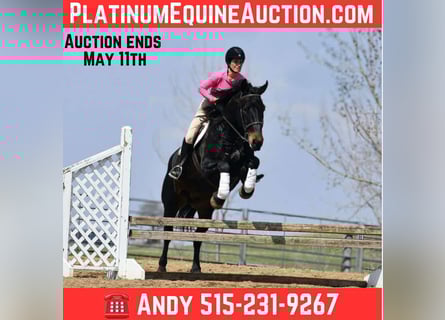 Percheron, Gelding, 5 years, 15,2 hh, Black