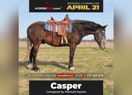 Percheron Mix, Gelding, 5 years, 15,2 hh, Gray
