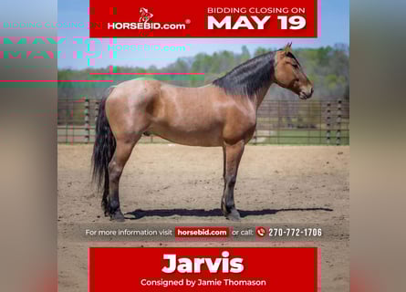 Percheron Mix, Gelding, 5 years, 15,2 hh