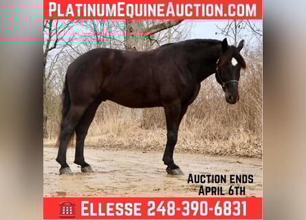 Percheron, Gelding, 5 years, 16.1 hh, Black