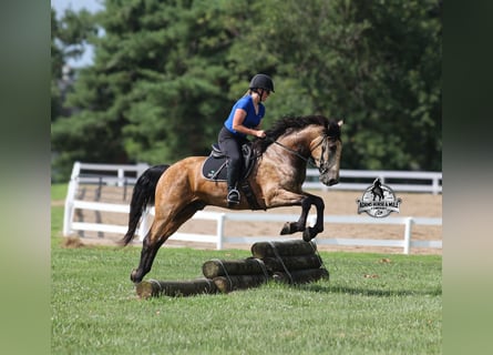 Percheron, Gelding, 5 years, 16.1 hh, Buckskin Percheron, Gelding, 5 years, 16.1 hh, Buckskin