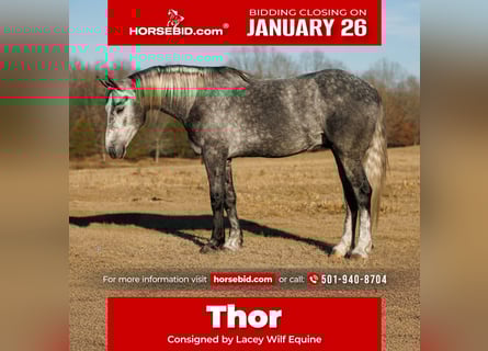 Percheron Mix, Gelding, 5 years, 16.2 hh, Grey