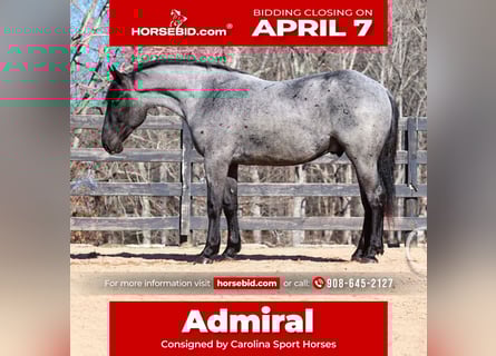 Percheron Mix, Gelding, 5 years, 16.2 hh, Roan-Blue