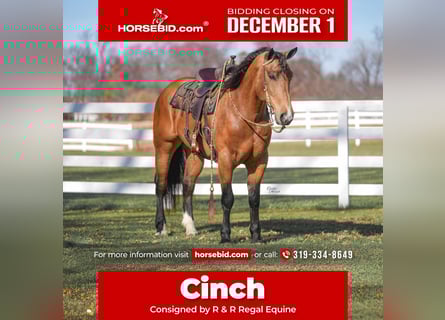 Percheron Mix, Gelding, 5 years, 16 hh, Buckskin