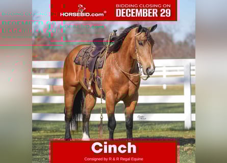 Percheron Mix, Gelding, 5 years, 16 hh, Buckskin