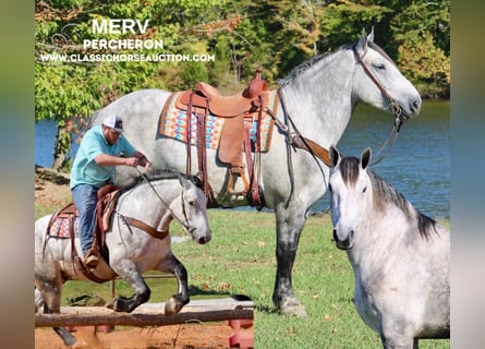 Percheron, Wallach, 5 Jahre, 16 hh, Schimmel