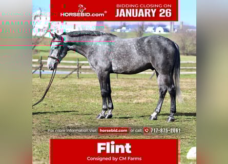 Percheron Mix, Gelding, 5 years, 16 hh, Grey