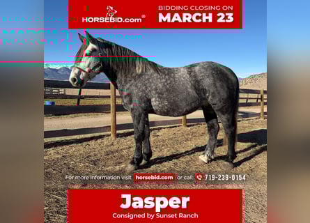 Percheron Mix, Gelding, 5 years, 16 hh, Grey