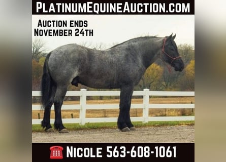 Percheron, Gelding, 5 years, 16 hh, Roan-Blue