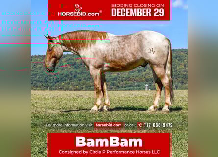 Percheron Mix, Gelding, 5 years, 16,1 hh, Roan-Red