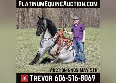 Percheron, Gelding, 6 years, 16,1 hh, Roan-Blue