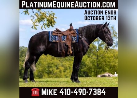 Percheron, Gelding, 6 years, 16,1 hh, Black