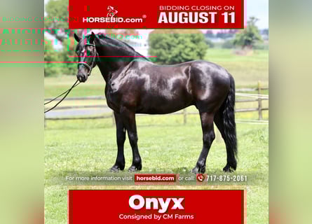Percheron Mix, Gelding, 6 years, 16,2 hh, Black