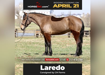 Percheron Mix, Gelding, 6 years, 16,3 hh, Bay
