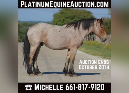 Percheron, Gelding, 6 years, 17 hh, Roan-Bay