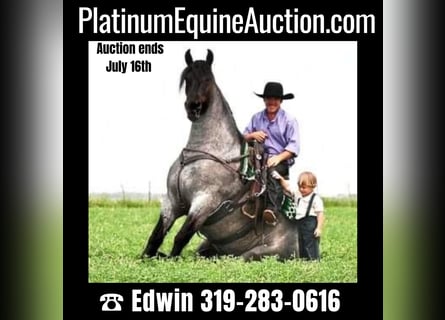 Percheron, Gelding, 6 years, 17 hh, Roan-Blue