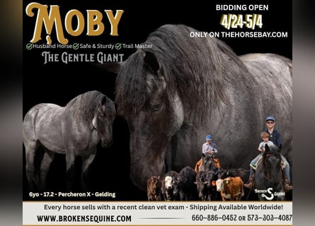 Percheron Mix, Gelding, 6 years, 17,2 hh, Roan-Blue
