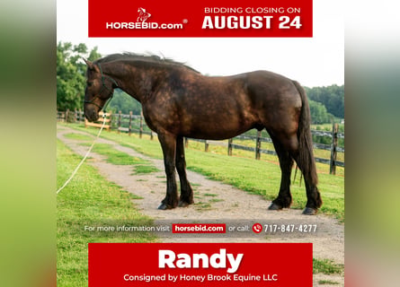 Percheron Mix, Gelding, 6 years, Black