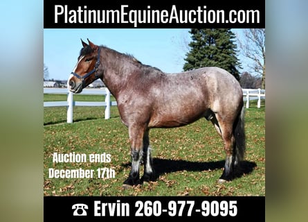 Percheron, Gelding, 7 years, 16,3 hh, Roan-Bay