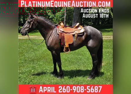 Percheron, Gelding, 7 years, 16.3 hh, Roan-Blue