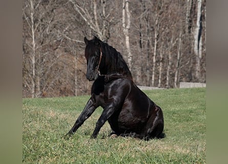 Percheron, Gelding, 7 years, 16 hh, Black