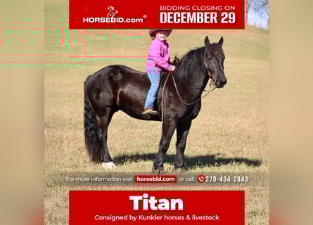 Percheron Mix, Gelding, 7 years, 16 hh, Black