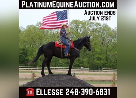 Percheron, Gelding, 7 years, 16,1 hh, Black