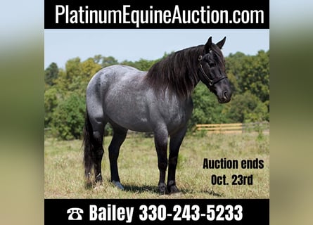 Percheron, Gelding, 7 years, 16,1 hh, Roan-Blue