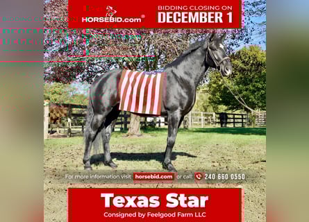 Percheron Mix, Gelding, 7 years, 17.1 hh, Black