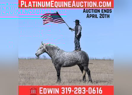 Percheron, Gelding, 7 years, Grey-Dapple