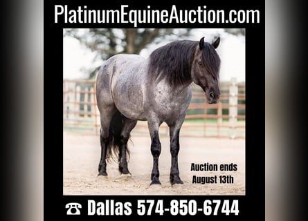 Percheron, Gelding, 8 years, 15,1 hh, Roan-Blue