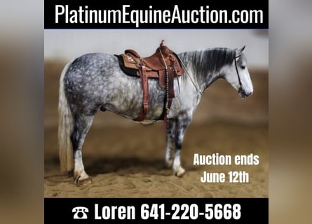 Percheron, Gelding, 8 years, 15,2 hh, Gray-Dapple