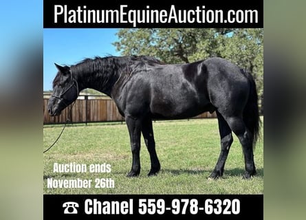 Percheron, Gelding, 8 years, 16,1 hh, Black