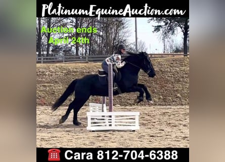 Percheron, Gelding, 8 years, 16 hh, Black